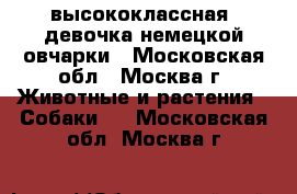 высококлассная  девочка немецкой овчарки - Московская обл., Москва г. Животные и растения » Собаки   . Московская обл.,Москва г.